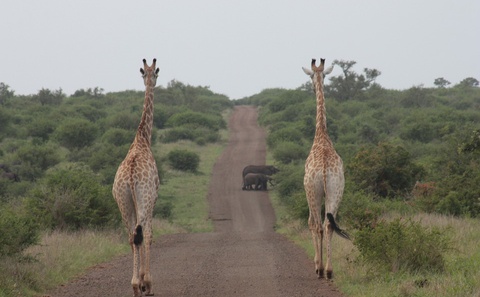 Open Vehicle Safaris