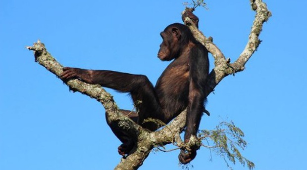Chimp Eden - Jane Goodall Institute South Africa