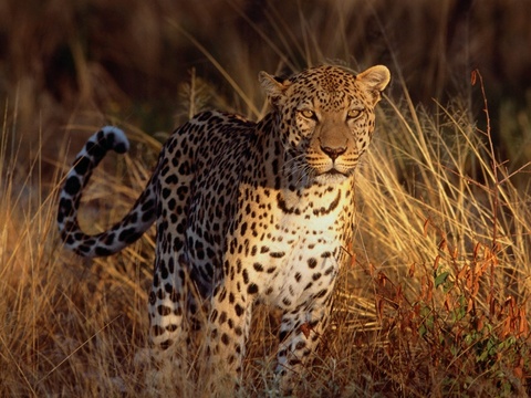 La Kruger Safari