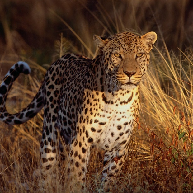 La Kruger Safari